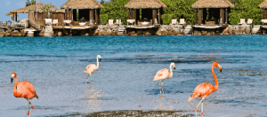 carrusel home paquete a aruba