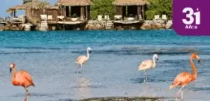 imagen oferta paquete aruba